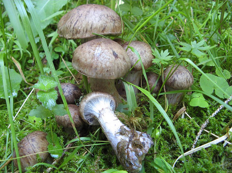 Per chi si vuol divertire!